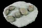 Multiple Fossil Brachiopod Plate (Two Species) - Indiana #136509-2